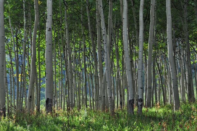 a stand of aspen trees